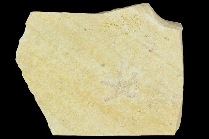 Jurassic Brittle Star (Sinosura) Fossil - Solnhofen #104295